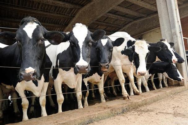 如何选择一款好的奶牛中药发酵饲料添加剂?